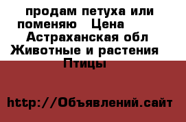 продам петуха или поменяю › Цена ­ 700 - Астраханская обл. Животные и растения » Птицы   